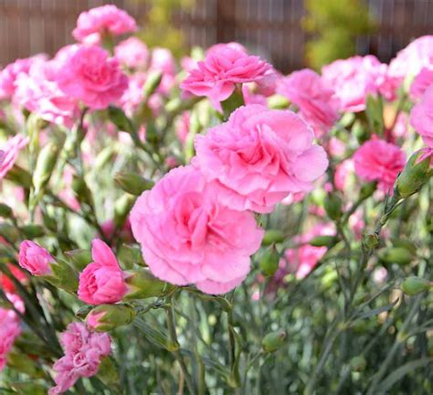 Dianthus 'Rosy Cheeks' (Pink)